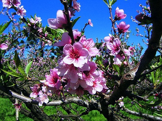 espécies de flores para jardim