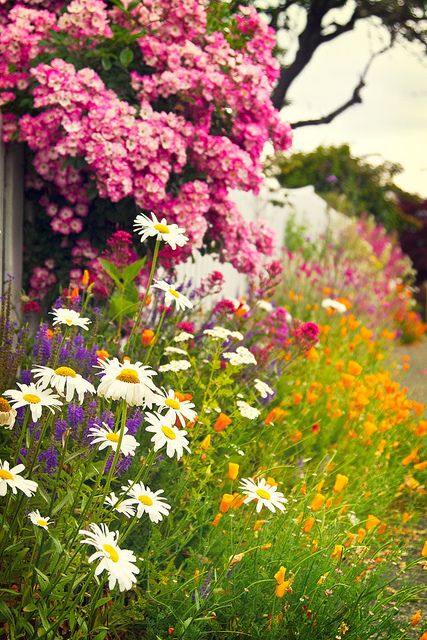 flores para atrair polinizadores