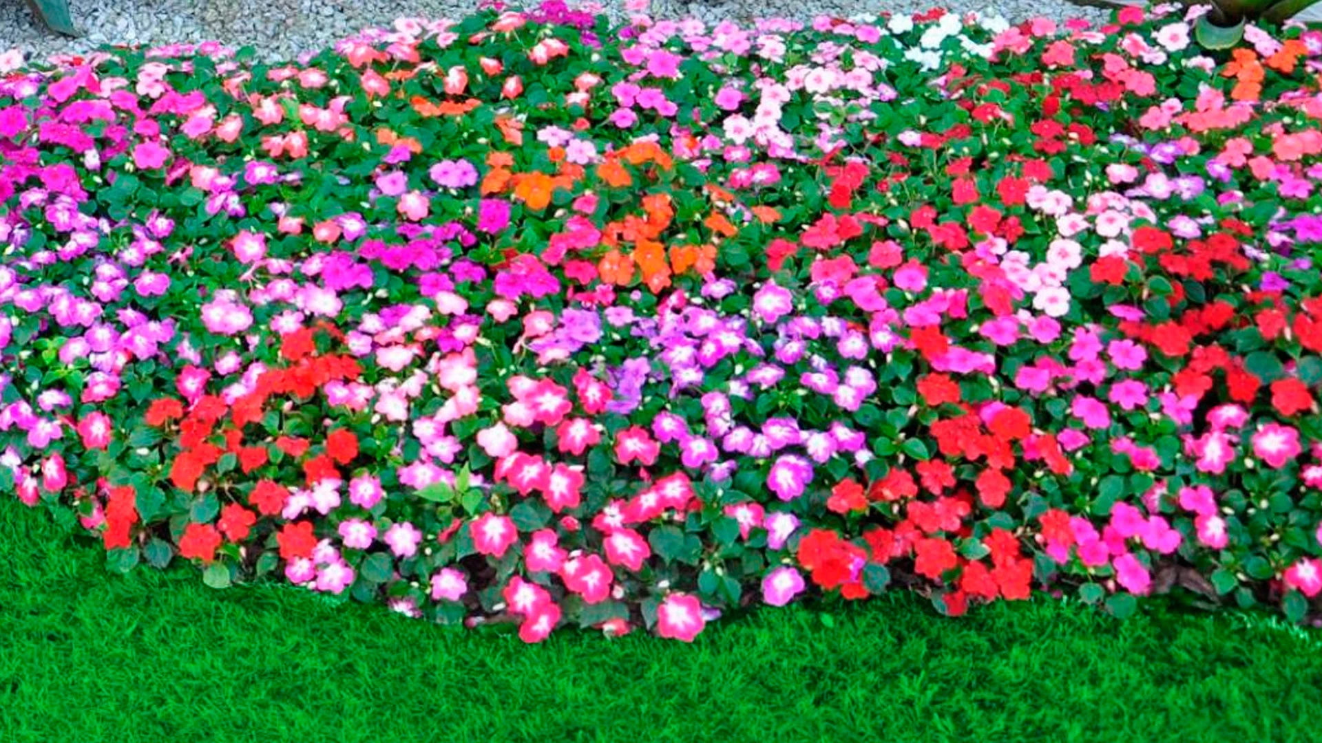 como ter um jardim sempre florido