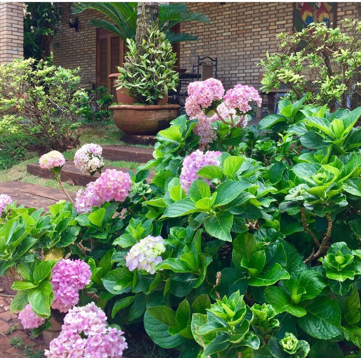 jardim florido em vasos