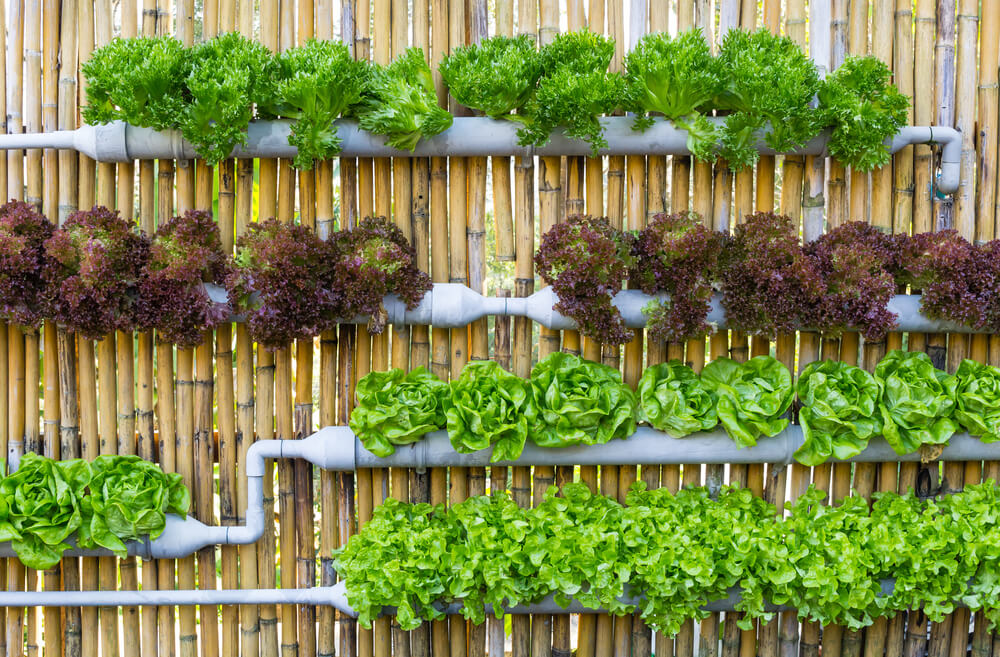 jardim vertical com suculentas