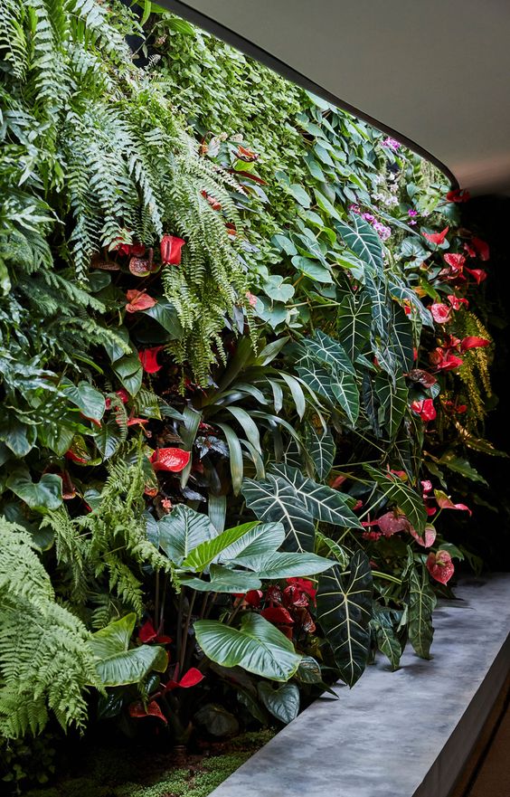 plantas para jardim vertical