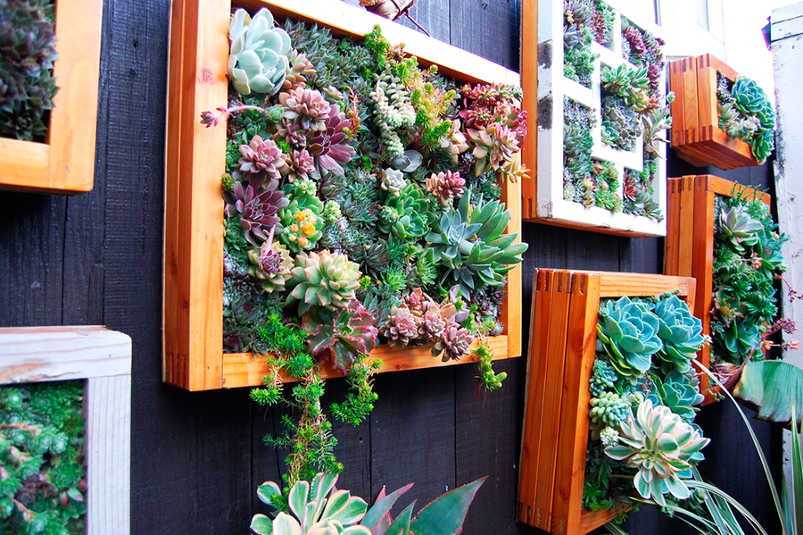 melhores plantas para jardim vertical de temperos na cozinha