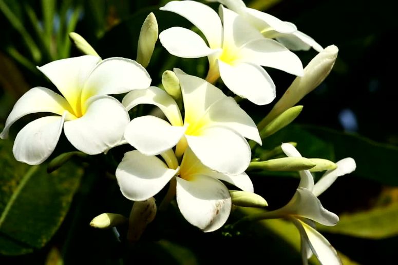 melhores espécies de jasmim branco para jardim