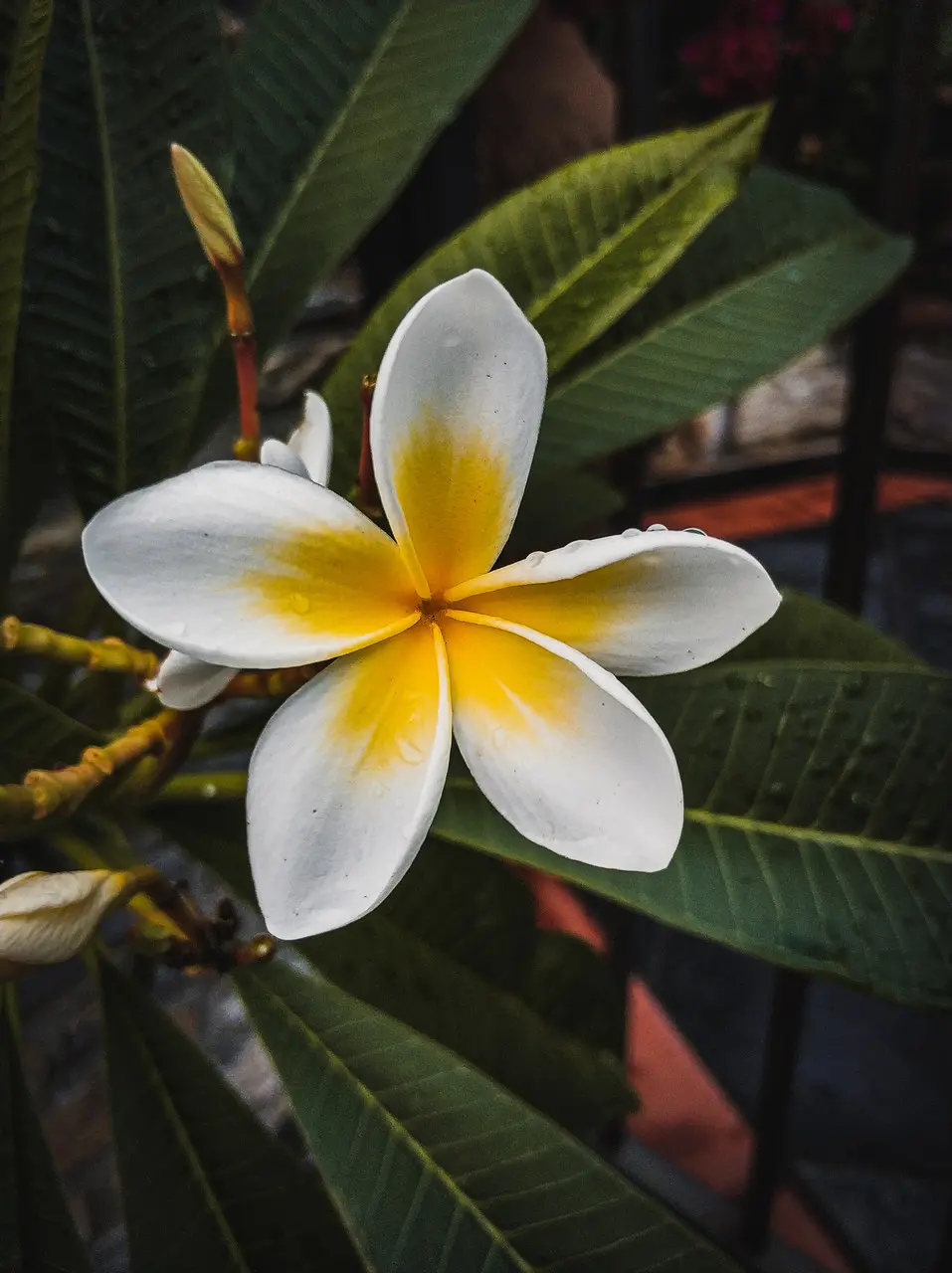 preço muda jasmim branco mercado livre