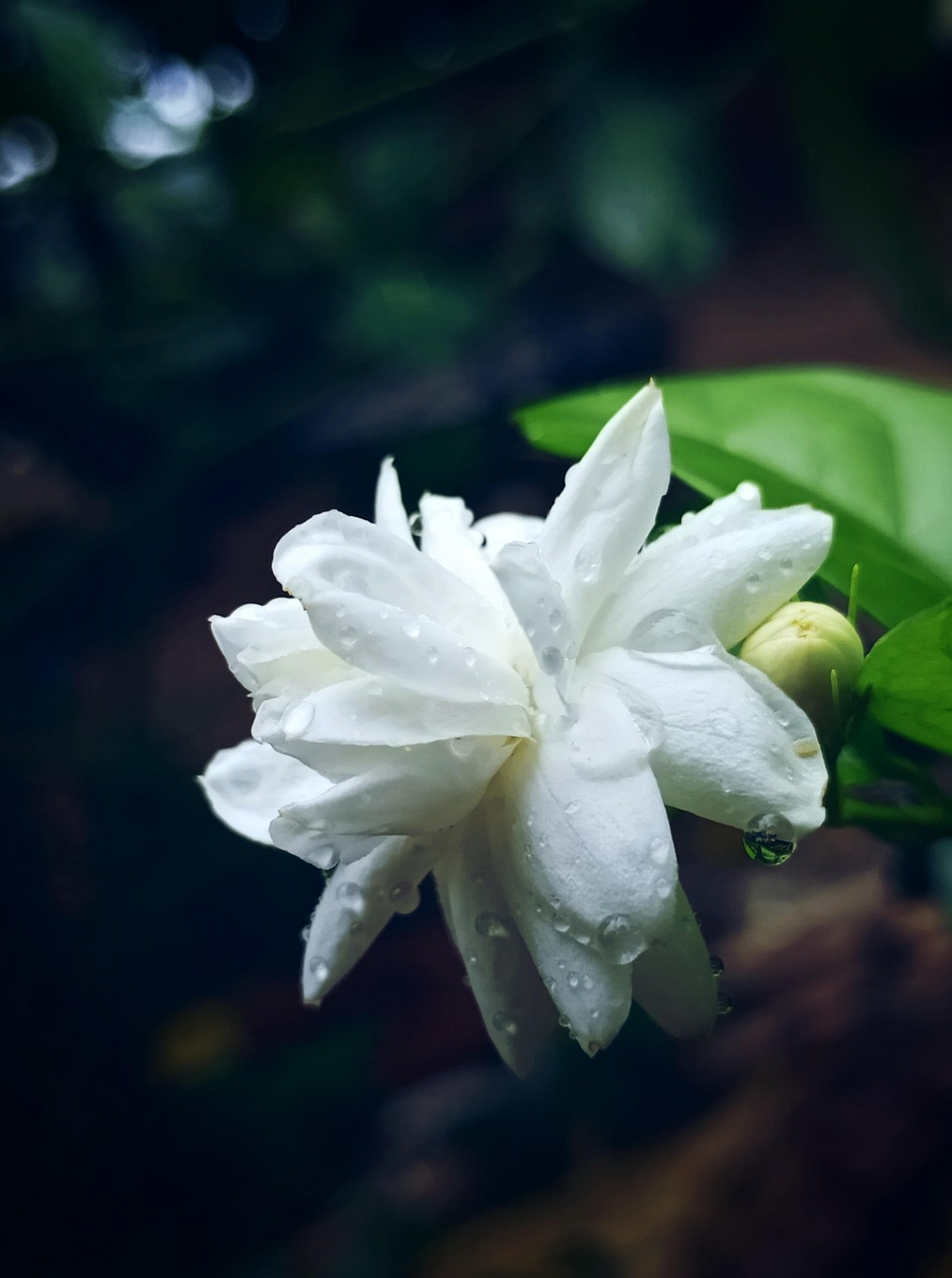 jasmim branco significado espiritual umbanda