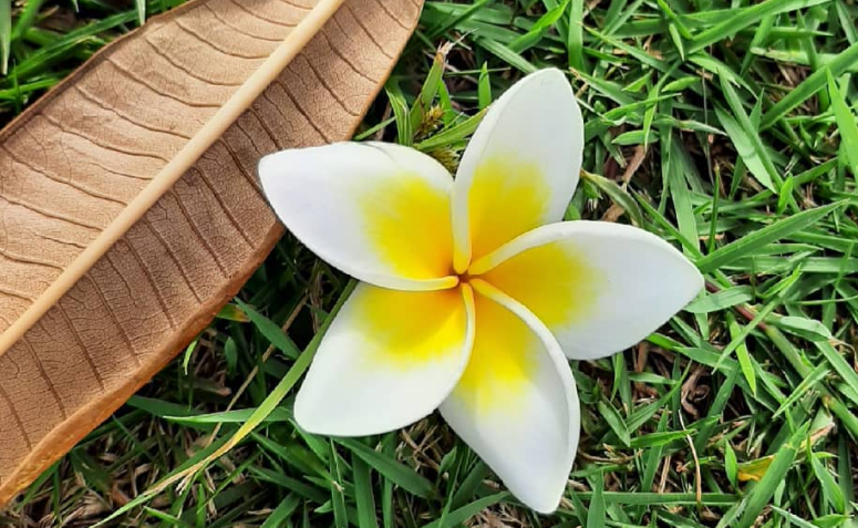 melhores espécies de jasmim branco para jardim