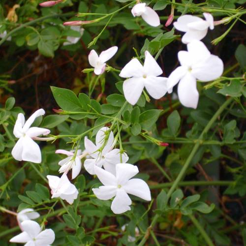 erros comuns ao cuidar de jasmim branco em vaso