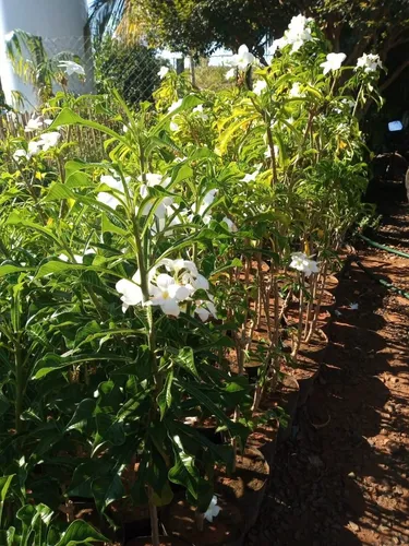 preço muda jasmim branco mercado livre