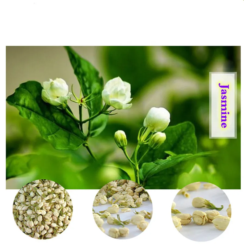 erros comuns ao cuidar de jasmim branco em vaso