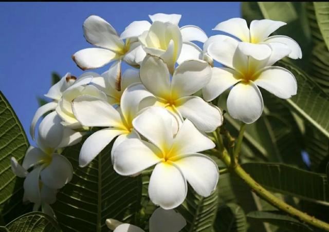 preço muda jasmim branco mercado livre