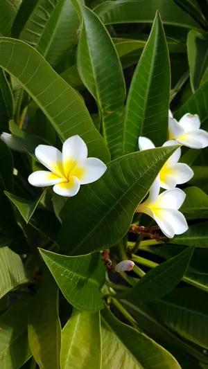 jasmim branco significado espiritual umbanda