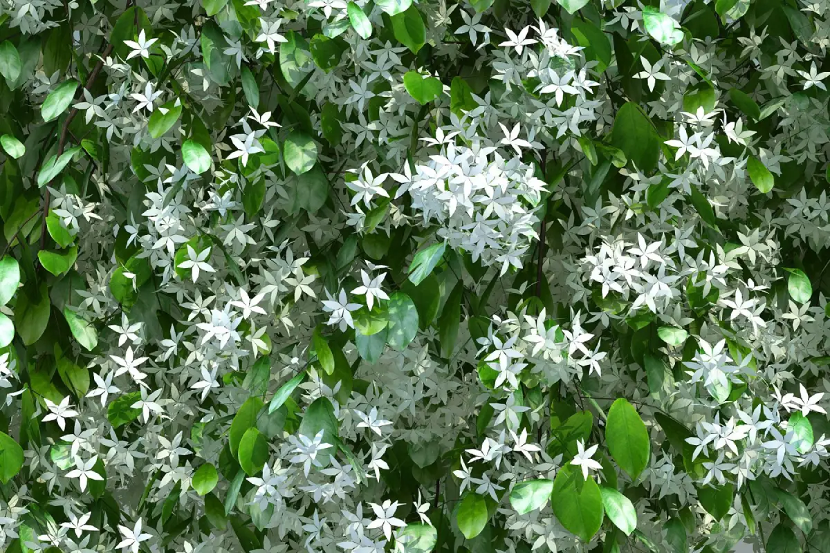 melhores espécies de jasmim branco para jardim