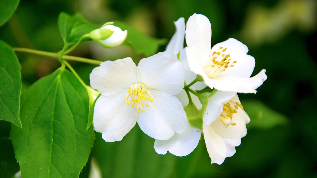 jasmim dos poetas vs jasmim manga qual escolher