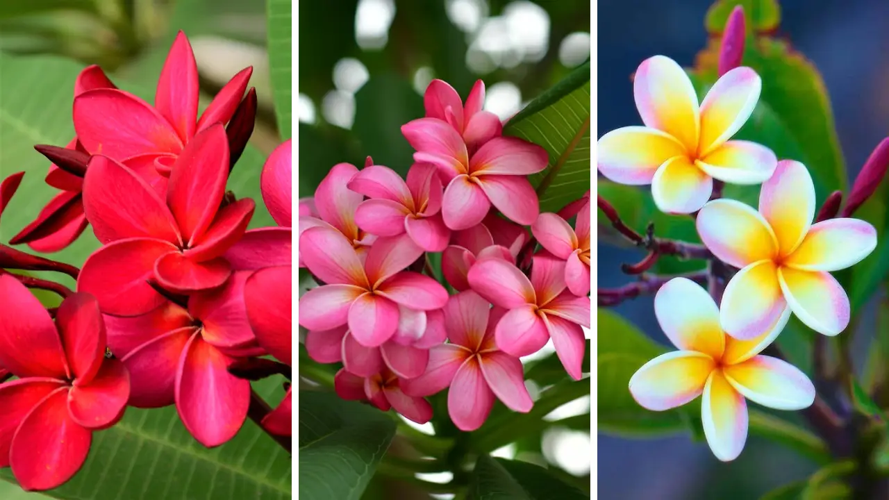 Plumeria rubra cultivo