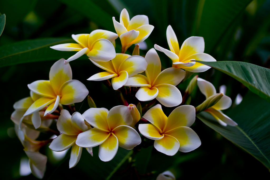 Plumeria alba