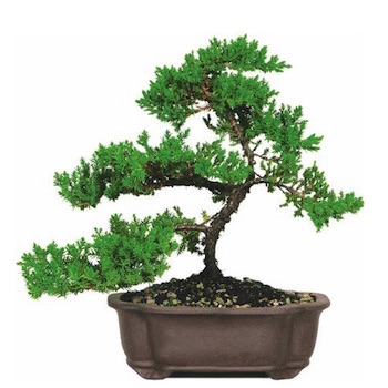 Junípero bonsai