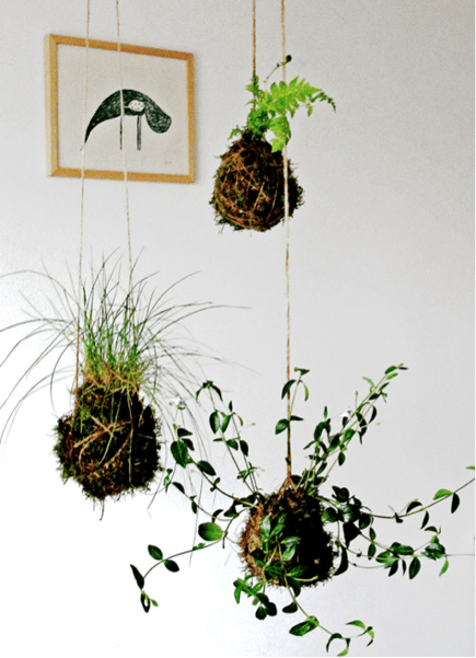 Como Escolher o Substrato Ideal e o Musgo Perfeito para seu Kokedama