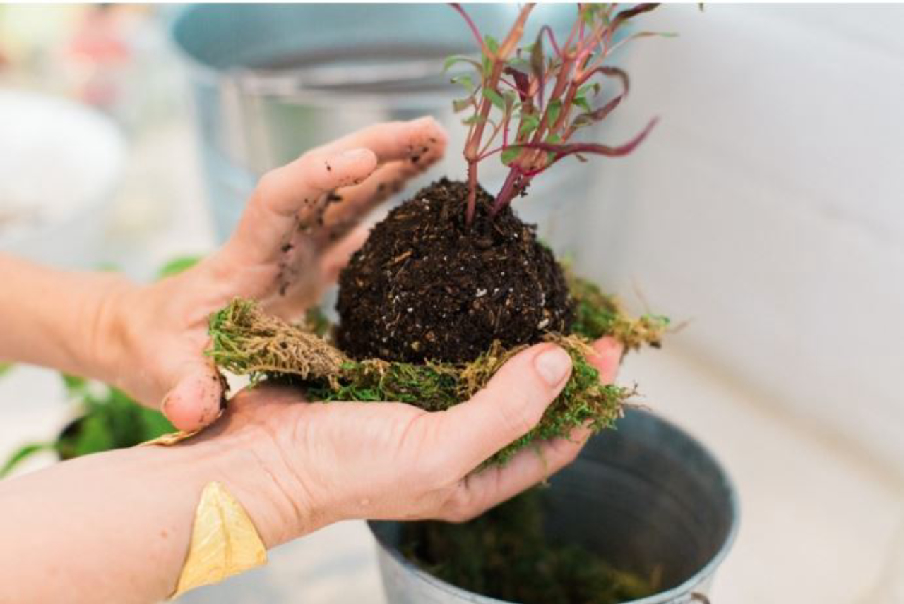 Kokedama na Decoração: Ideias Criativas para Ambientes Internos e Externos
