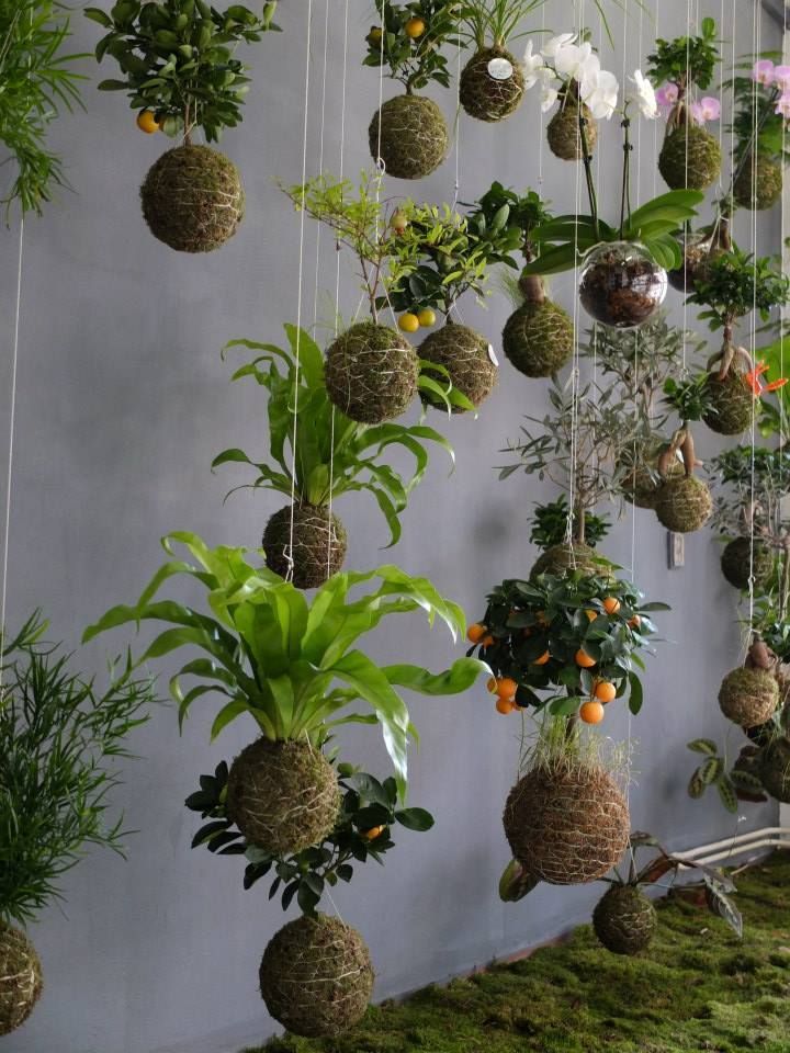 Como Escolher o Substrato Ideal e o Musgo Perfeito para seu Kokedama