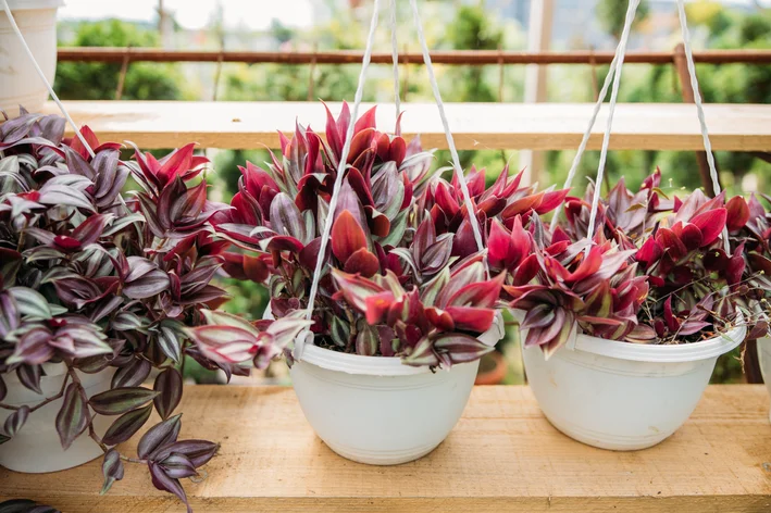 Tradescantia zebrina pendente