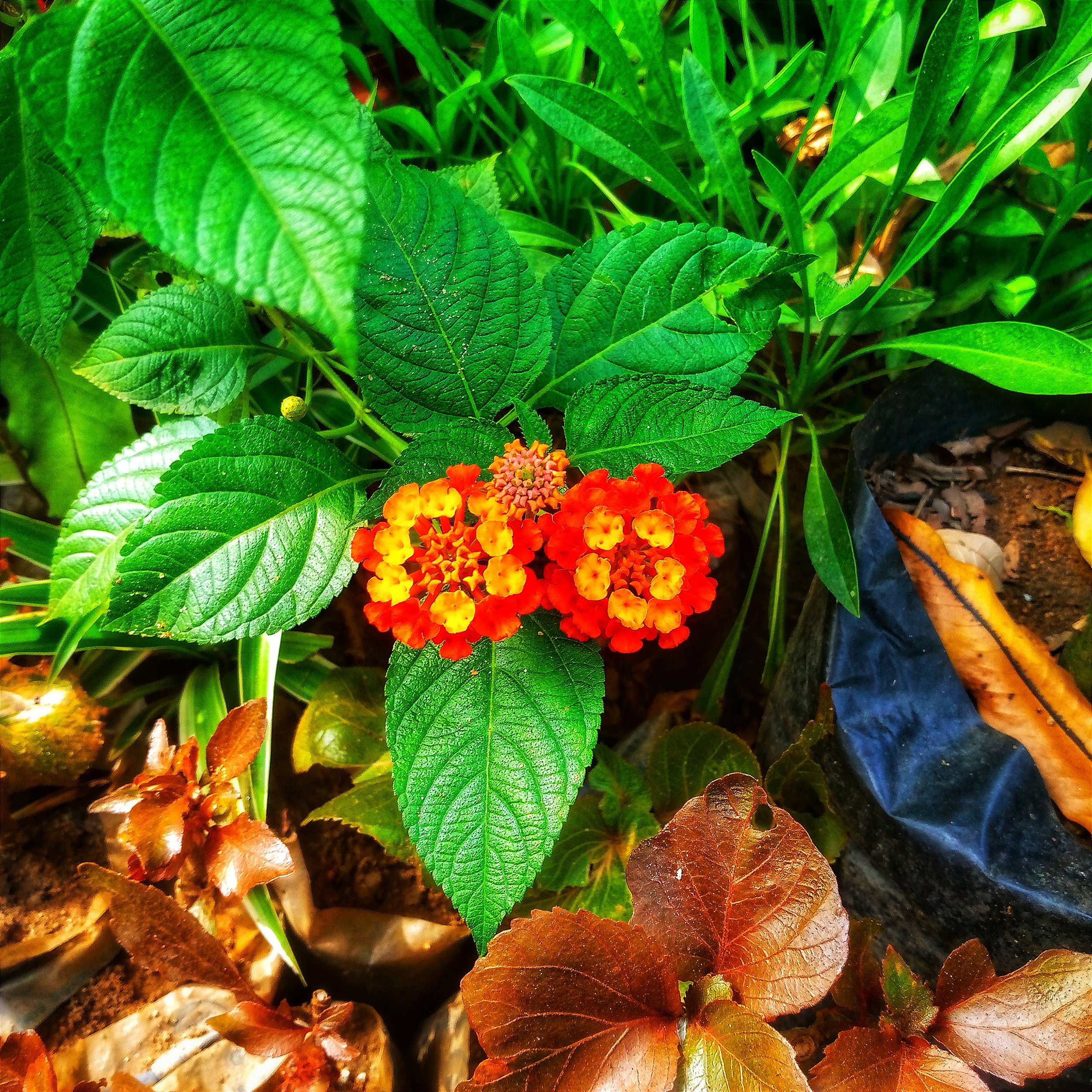lantana planta