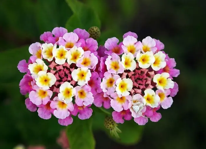 lindas flores de lantana para jardim