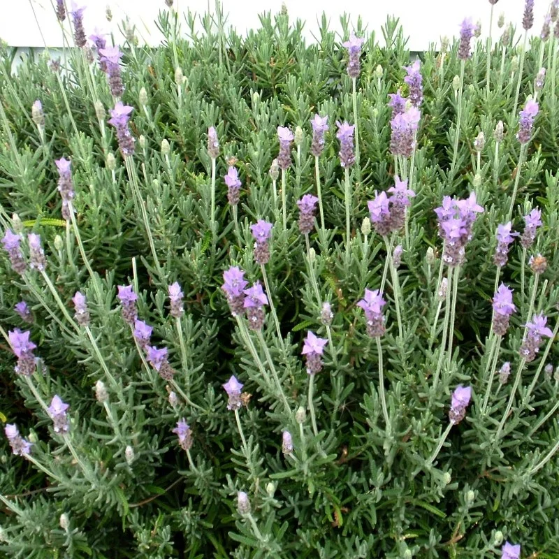 Lavanda Fringed
