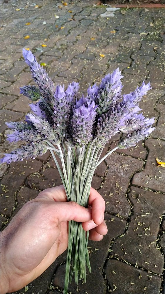 Lavandula dentata