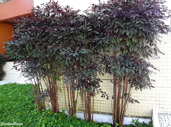 melhores plantas tropicais para jardim