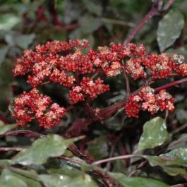erros comuns no cultivo de leea rubra
