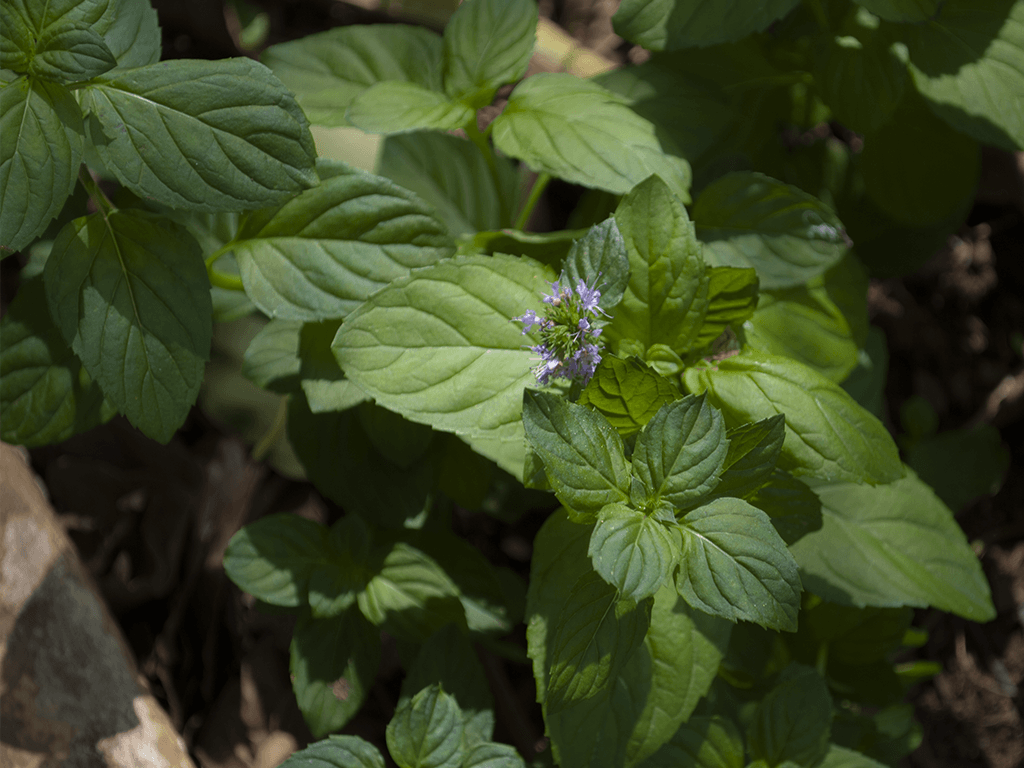 Mentha Viridis