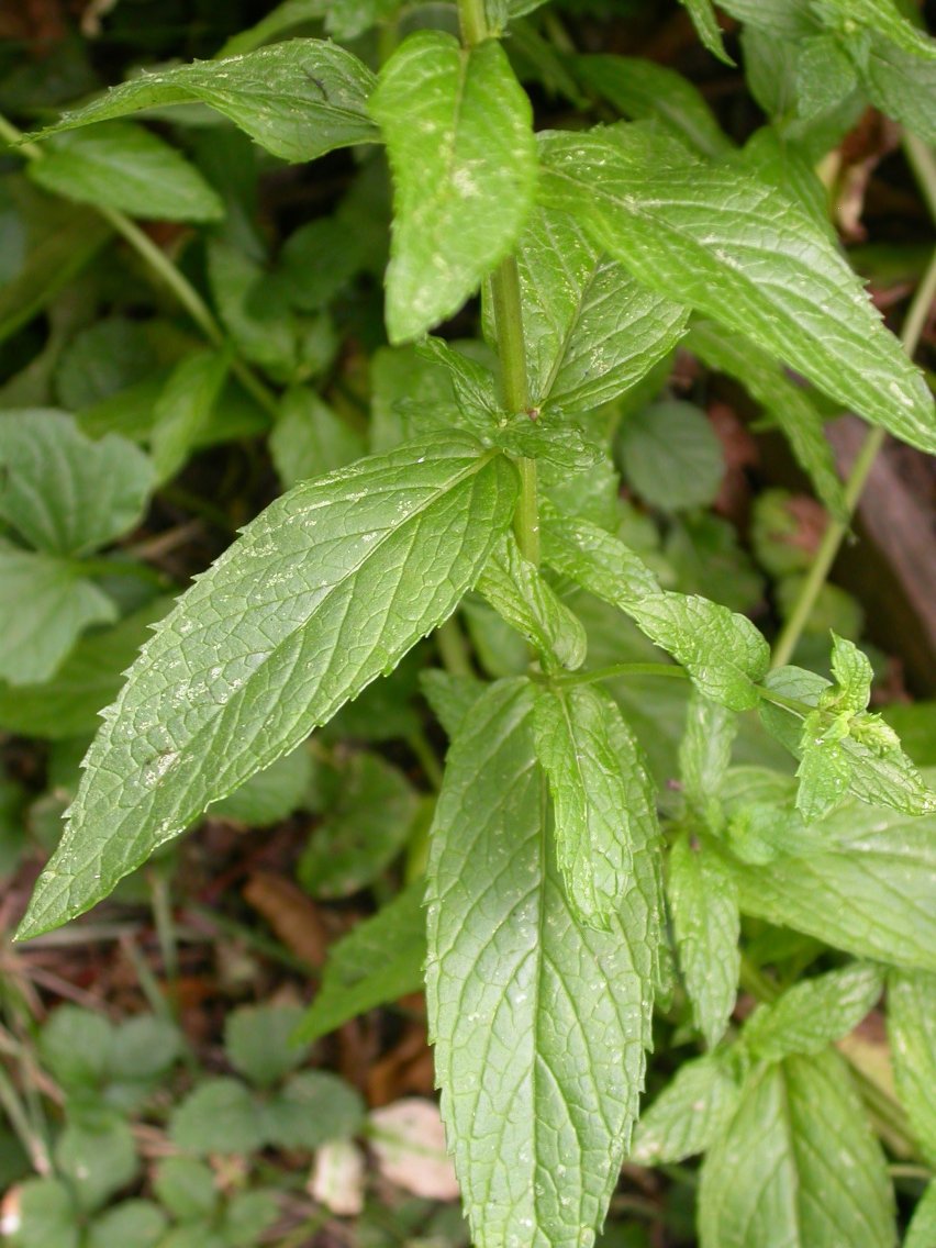 Mentha Spicata