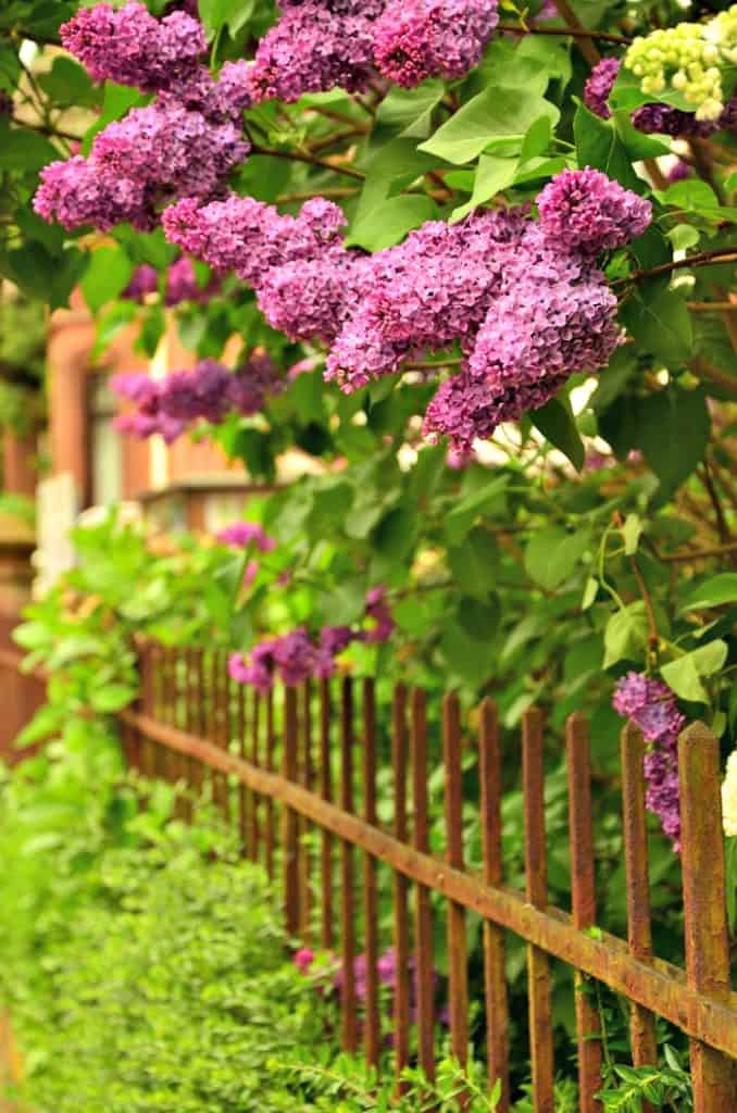 melhores variedades de lilás para jardim pequeno