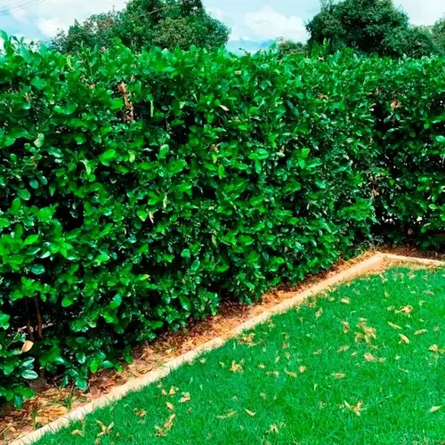 Swinglea glutinosa