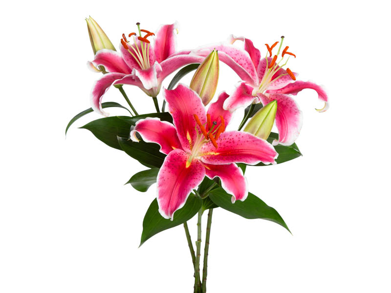 lírio rosa asiático vs oriental