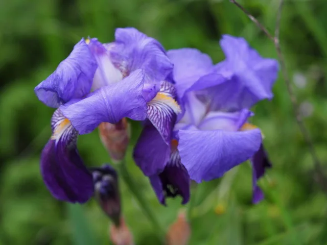 Lírio roxo para presente
