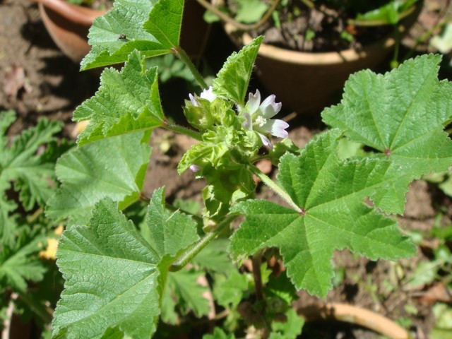 Malva para bronquite