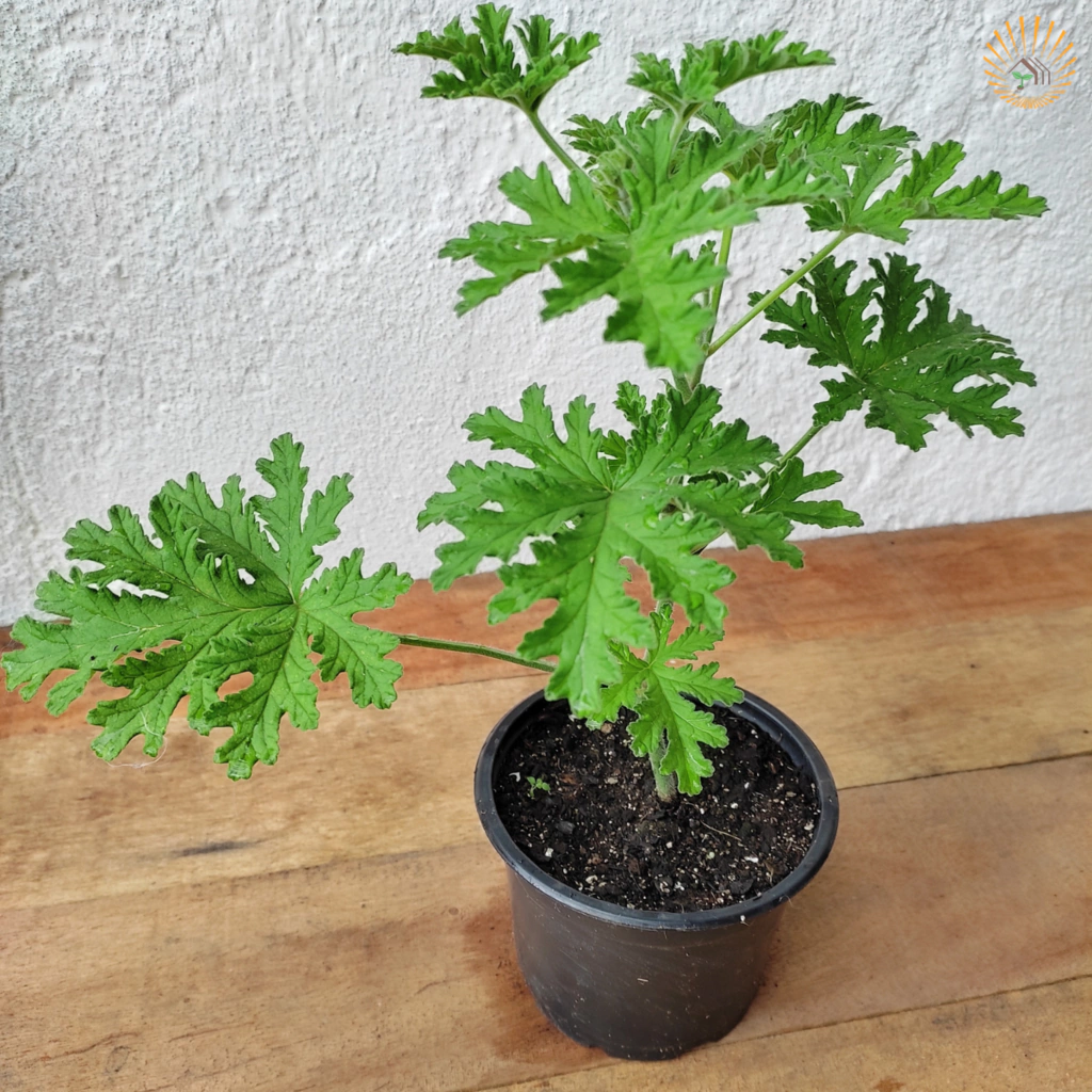 Malva para dor de garganta