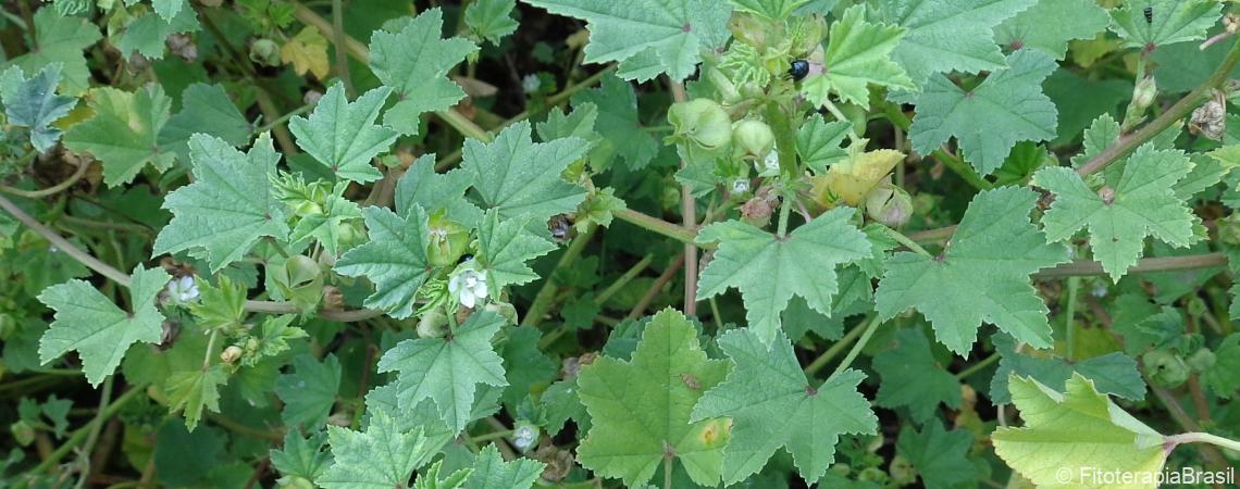 Malva para gastrite