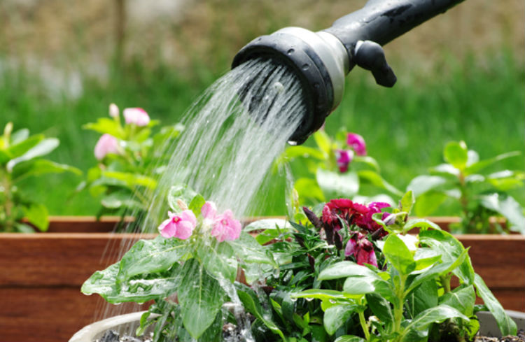 melhores mangueiras de jardim para casa