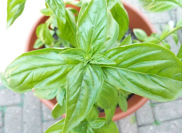 Ocimum basilicum