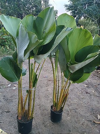 Maranta charuto cuidados