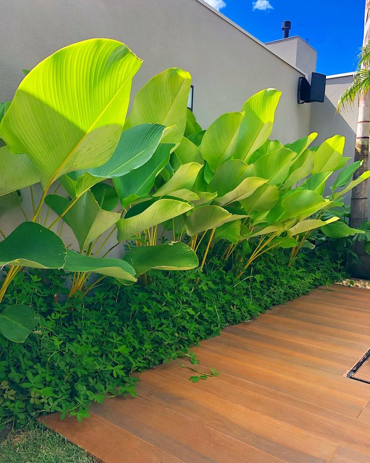 Calathea lutea cultivo