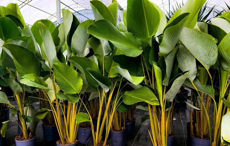 Maranta charuto preço