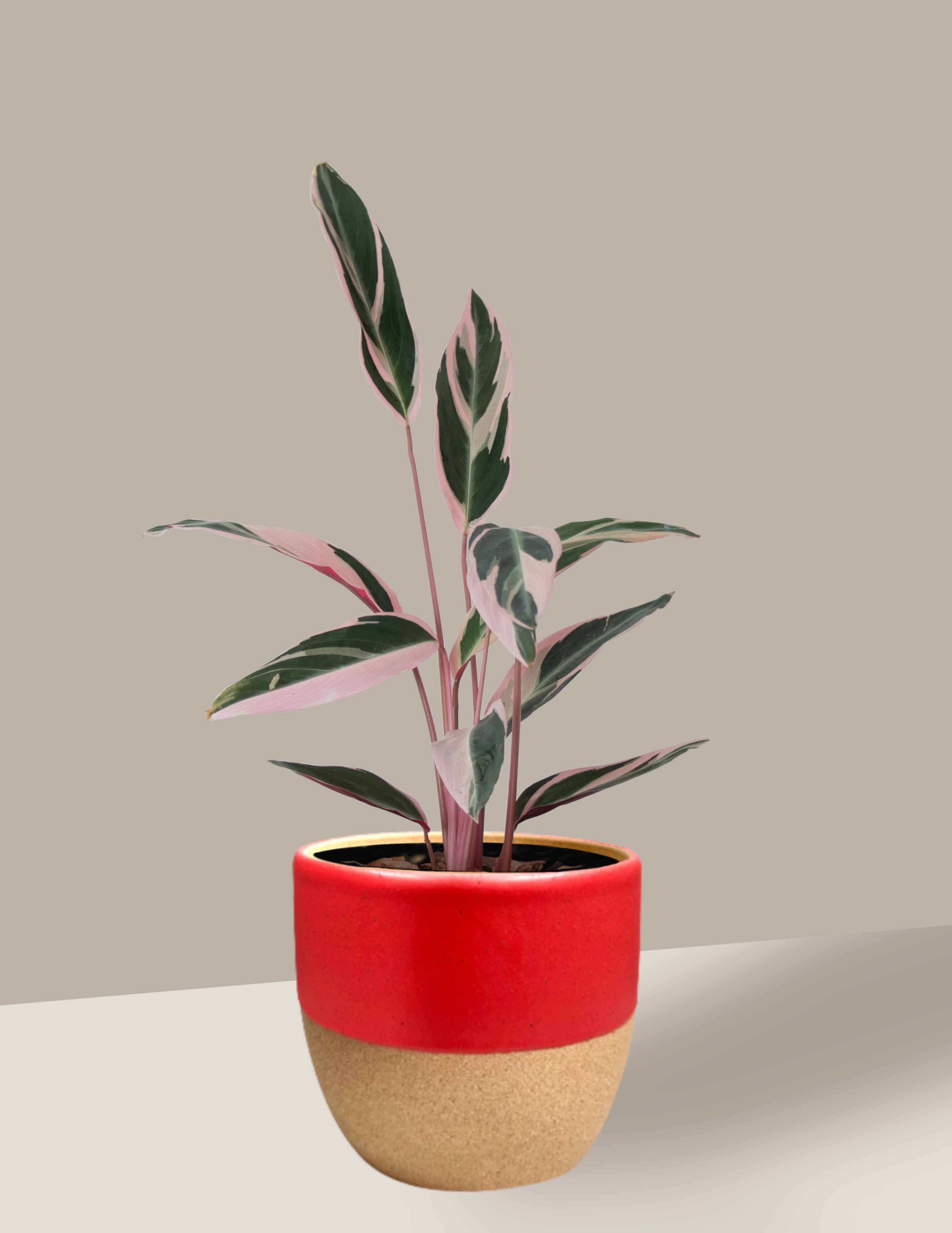 maranta tricolor ideias de decoração