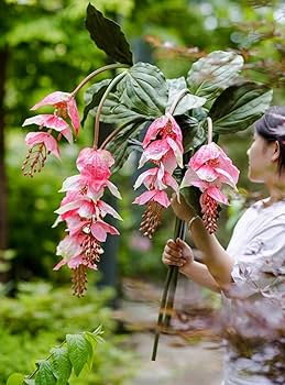 medinilla magnifica