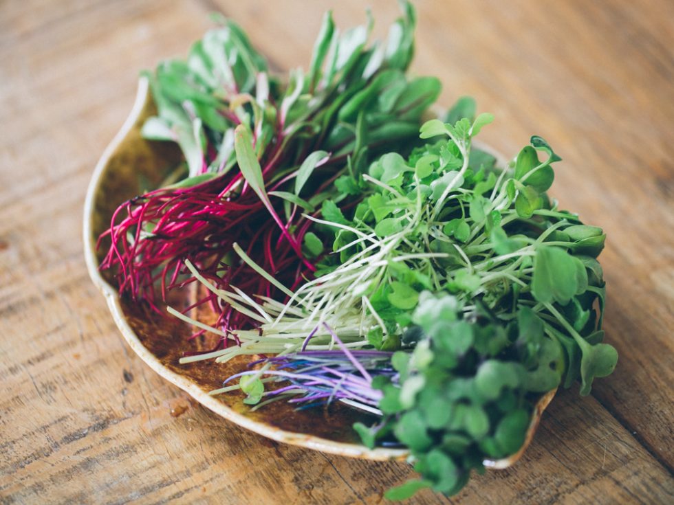 melhores microgreens para iniciantes lista