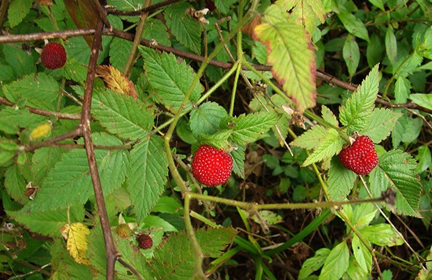 Morango bravo
