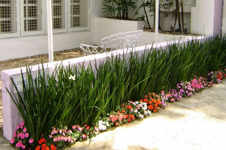 tipos de moreira para jardim